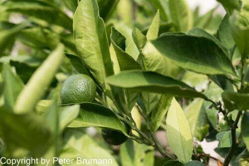 13  608aA99M2-9902285