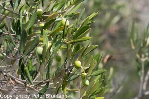 15  608aA99M2-9902313