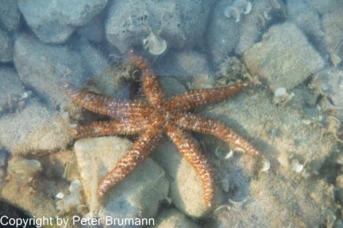 51  512RX100M3-08298