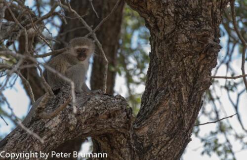 103 601A-A99M3-PBR00044