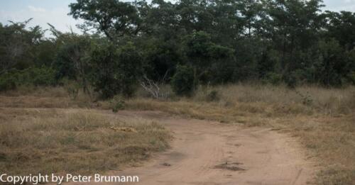 106 504RX100M3PBR-02495