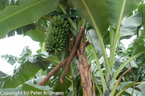 107 510RX100M3-06455