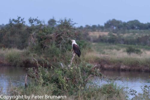 114 601A-A99M3-PBR00183