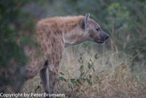 118 602A-A99M3-PBR00241