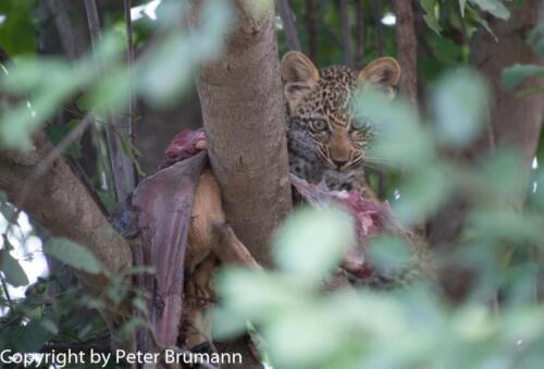 120 602A-A99M3-PBR00286