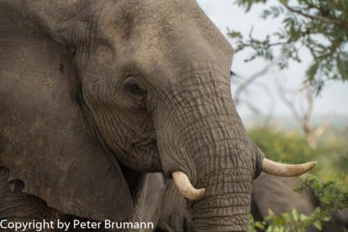 121 602A-A99M3-PBR00323