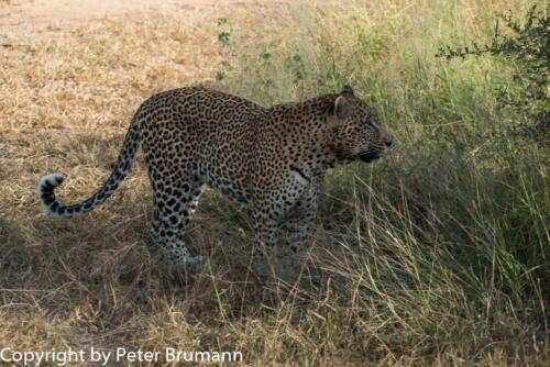 124 602A-A99M3-PBR00337