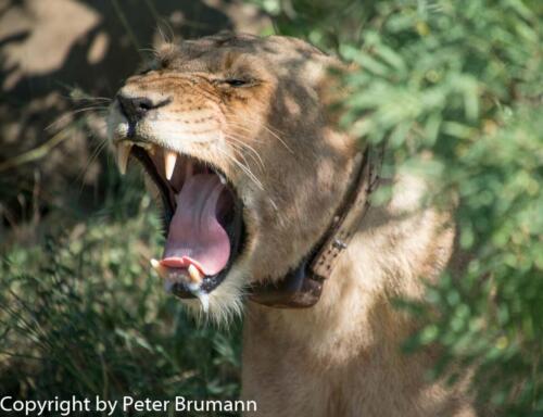 147 602A-A99M3-PBR00580