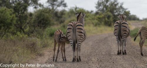 174 601B-A99M2-PBR01195