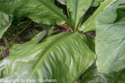 461 DA003-A77DBR-03140