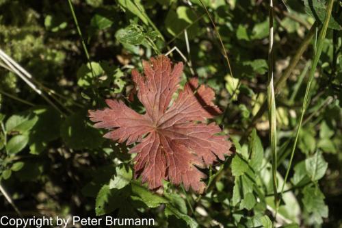 002-393RX100M3-02728