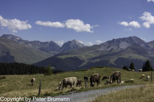 010-393RX100M3-02852