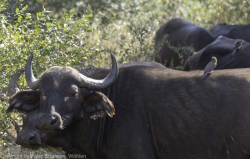 042-2005-2A99M2-07926