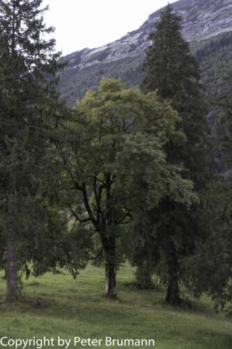 09-502PBR-RX100M3-01258