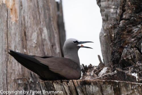 130  625aA99M2-01913