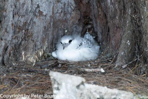 132  625aA99M2-01936