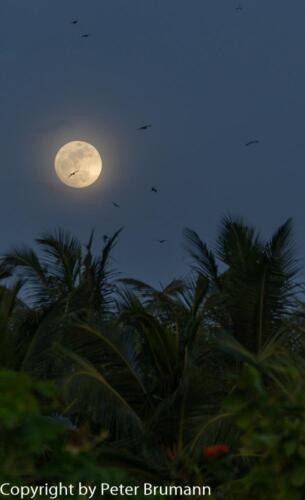 137  626aA99M2-02072