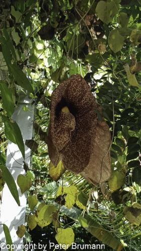 221-H IBR-120934 (1)