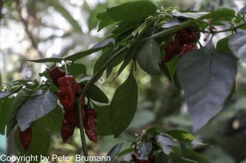 226-514RX100M3-09833 (1)