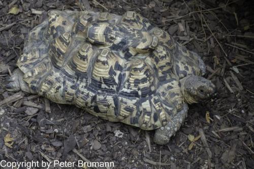 229-514RX100M3-09853 (1)