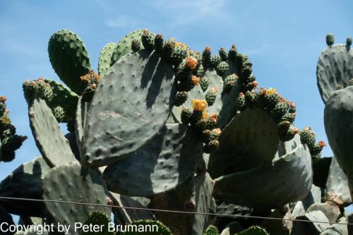 26-516-RX100M3-00879