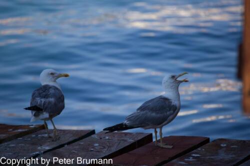 44  P107A850100-4765