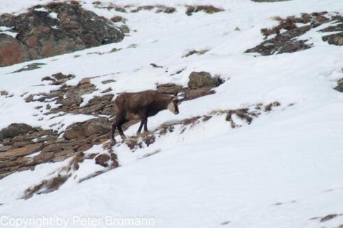 97  02 Feb 2010 4605